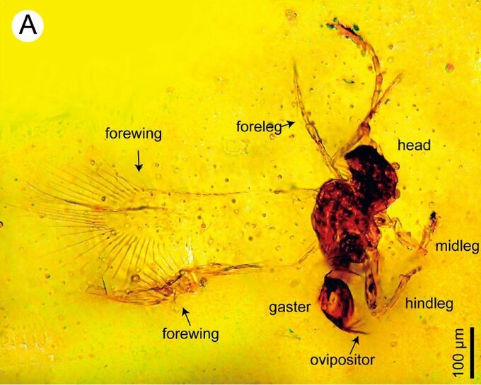 約8700万年前の化石発見　体長0.4ミリ、世界最小級の新種のハチ　いわき市のコハクから　福島　|　福島のニュース│TUF