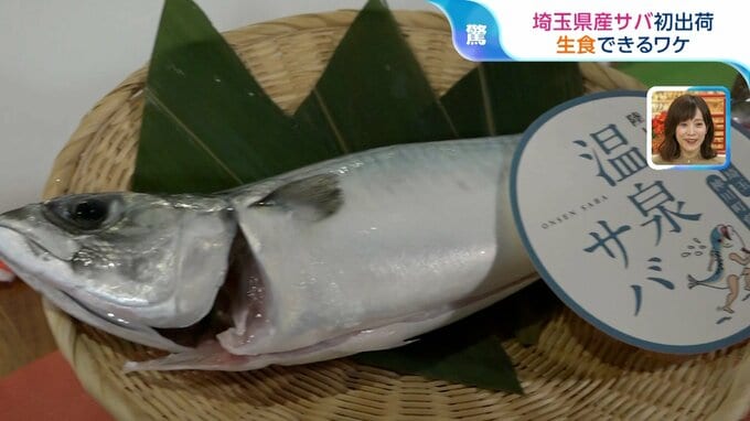 刺身で食べられる！“海なし”埼玉県産「サバ」初出荷　温泉施設で育てるワケ【ひるおび】|TBS NEWS DIG