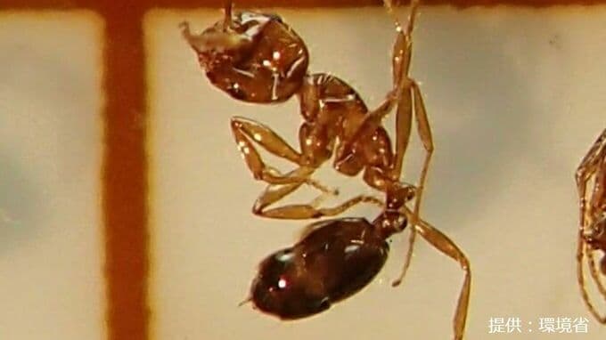 【速報】水島港国際コンテナターミナルで21日までに特定外来生物「ヒアリ」2,400匹以上を確認　すべて殺虫処理【岡山】|TBS NEWS DIG