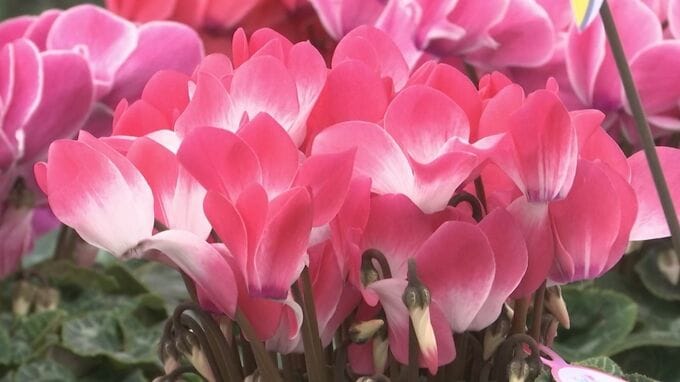 出荷最盛期「シクラメン」　西日本有数の産地で連日1500鉢が並ぶ展示販売フェア開催　|　BSSニュース | BSS山陰放送