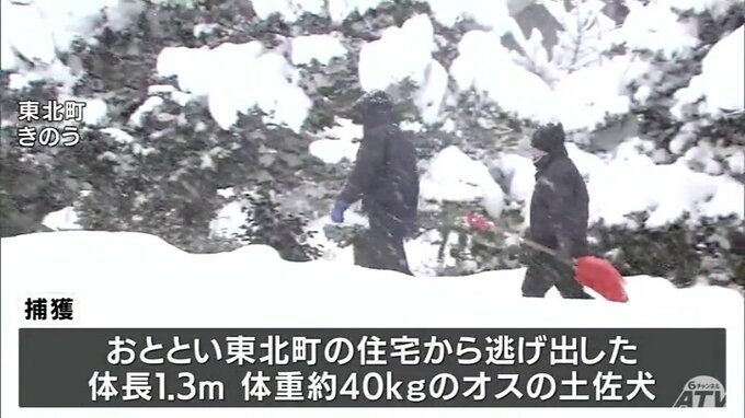 住宅から逃げた体長1.3ｍの土佐犬を捕獲　目撃情報寄せられ警察官が町内で発見　青森県東北町　|　青森のニュース│ATV NEWS│青森テレビ