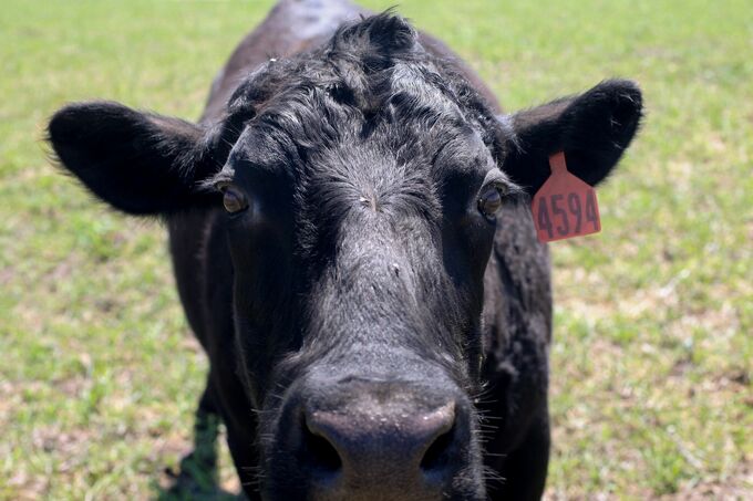 米国で牛肉の供給減少、価格上昇でバーベキューコスト膨らむ