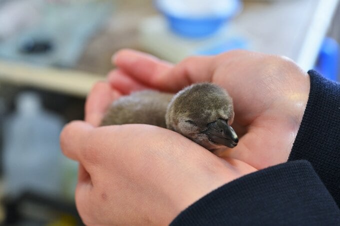 ペンギンの赤ちゃん2羽 生まれた！展示デビューは6月中旬　魚津水族館で10年ぶり　富山　|　富山のニュース｜天気・防災｜チューリップテレビ