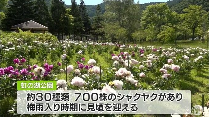 咲き競うシャクヤクの花　30種類700株が植えられた青森県黒石市の公園で見頃が終盤に|TBS NEWS DIG