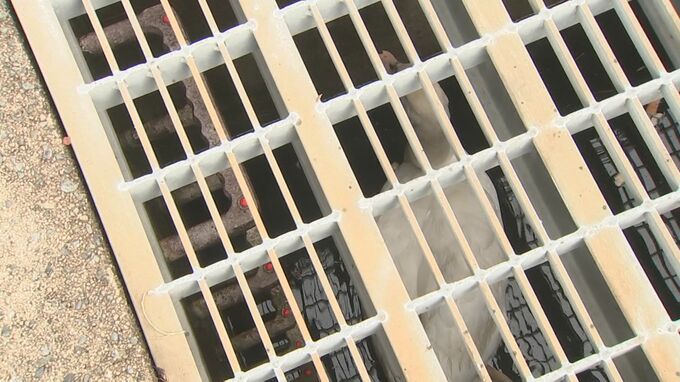 水路に閉じ込められ動けなくなった「ハクチョウ」お散歩中の園児が発見　正体は…”お騒がせ者”として度々ニュースに登場の外来種「コブハクチョウ」　|　BSSニュース | BSS山陰放送