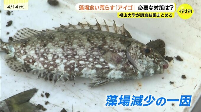 藻場荒らすアイゴ　やはり海藻食べていた　福山大学の調査で裏付け　５月の出現にあわせ駆除を　研究者指摘　広島県|TBS NEWS DIG