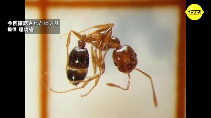 コンテナからヒアリ１万匹を確認　国内では過去最多　広島・福山港で陸揚げ　|　RCC NEWS | 広島ニュース | RCC中国放送