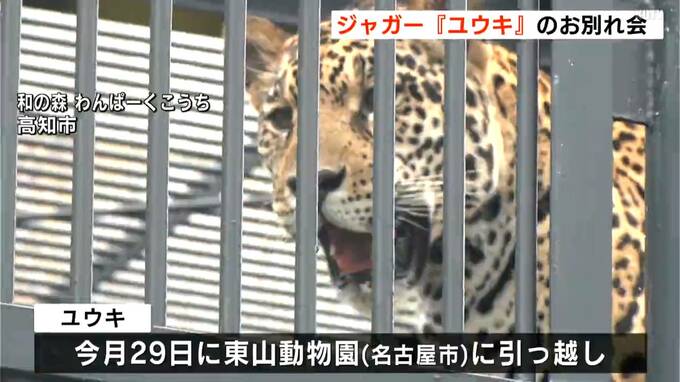 名古屋市の東山動物園に引っ越す「ジャガーのユウキ」のお別れ会【高知】|TBS NEWS DIG