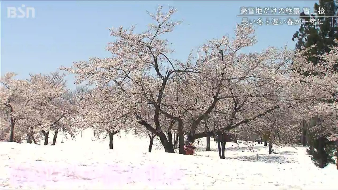 冬と春の交点 豪雪地ならではの“絶景” 魚沼市福山峠の『雪上桜』 | TBS NEWS DIG