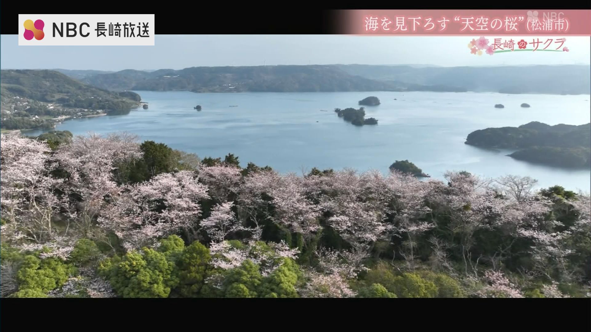 眼下に海が広がる“天空の桜” 椿の島から桜の名所へ 半世紀以上前から