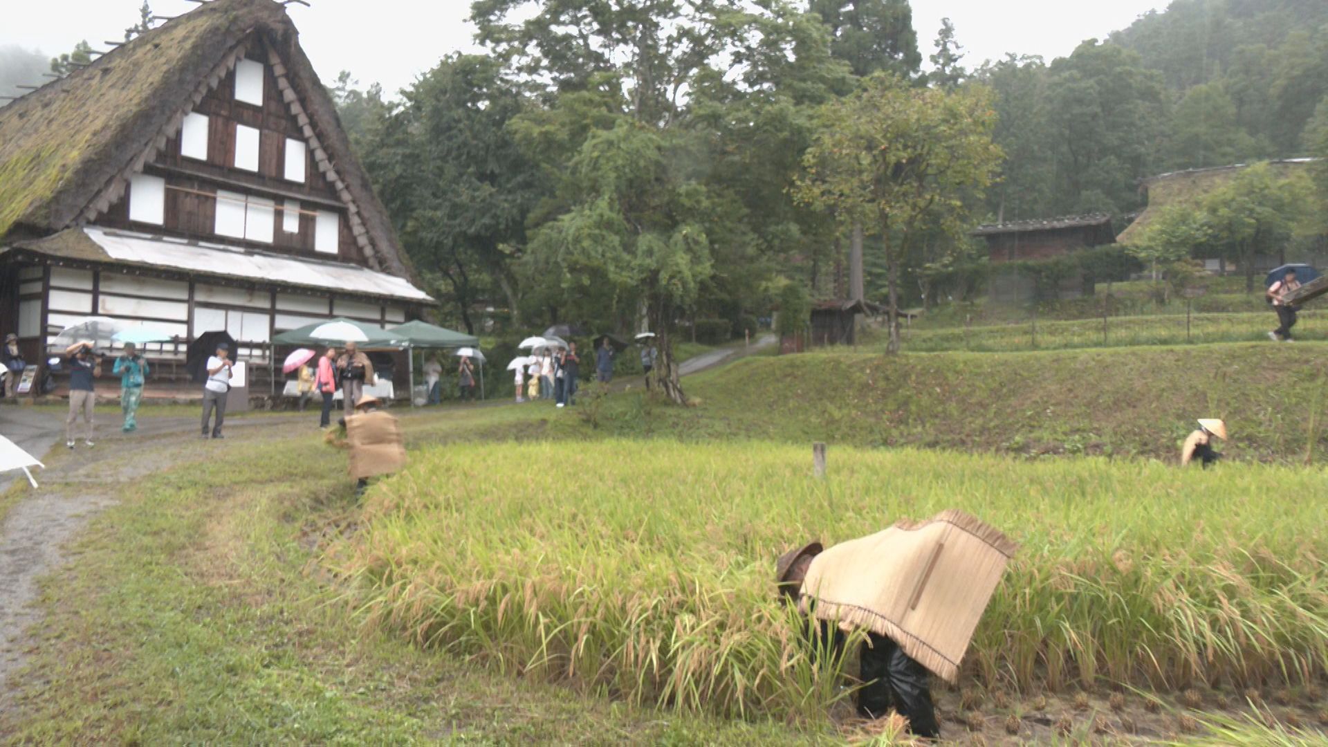 全国的に珍しい円形の田んぼ「車田」で雨の中稲刈り 岐阜県高山市の