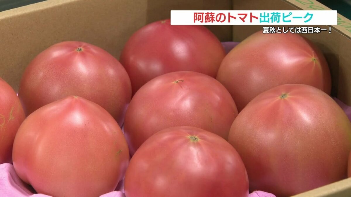 夏秋トマト」西日本一の生産地・熊本県阿蘇地方で出荷がピーク 夏秋トマト」西日本一の生産地・熊本県阿蘇地方で出荷がピーク