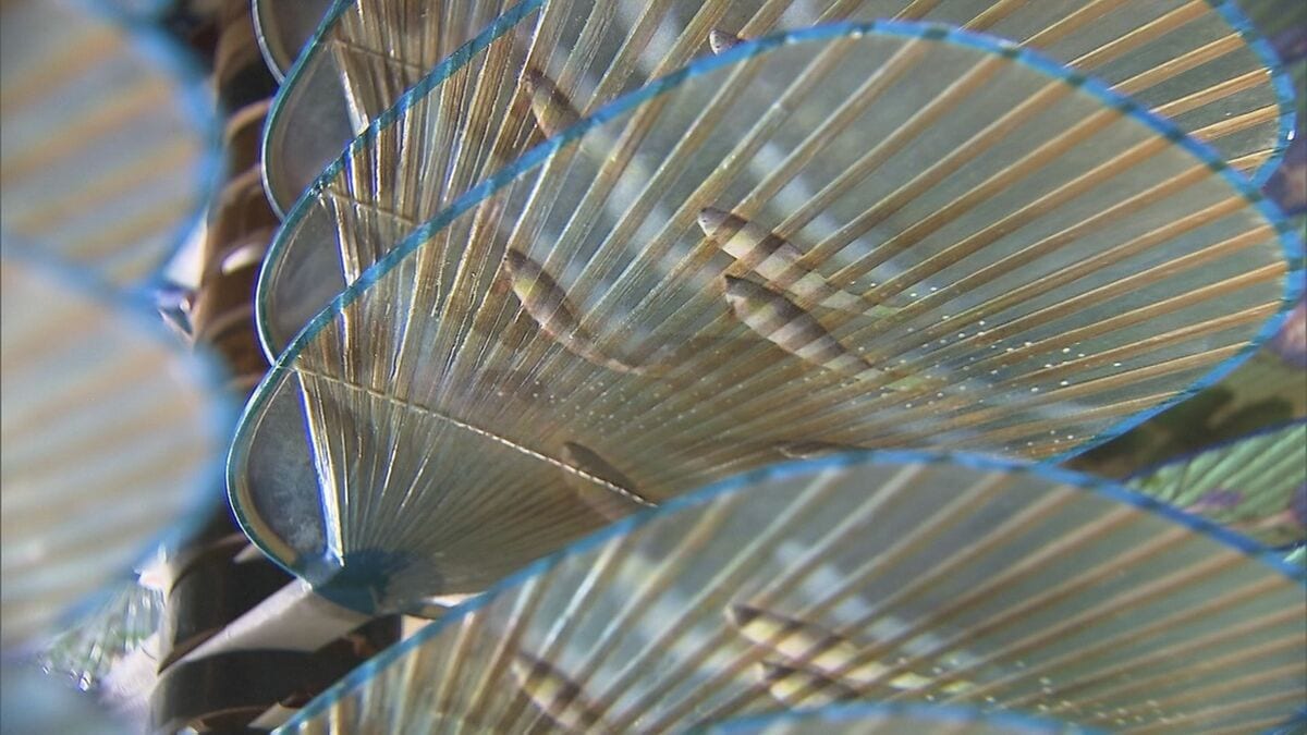 ☆水うちわ2点13000円：夏にぴったり：岐阜住吉商店