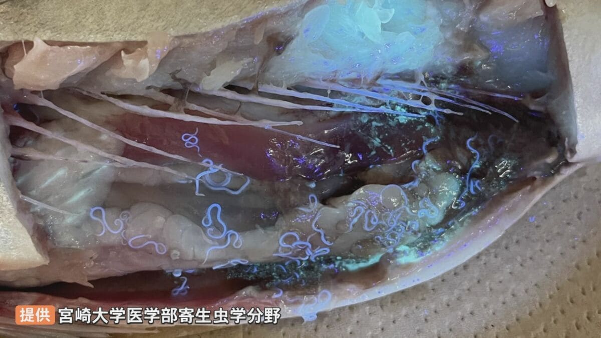 サバの腹を開くと…約200匹の「アニサキス」 衝撃映像投稿の理由「冬季
