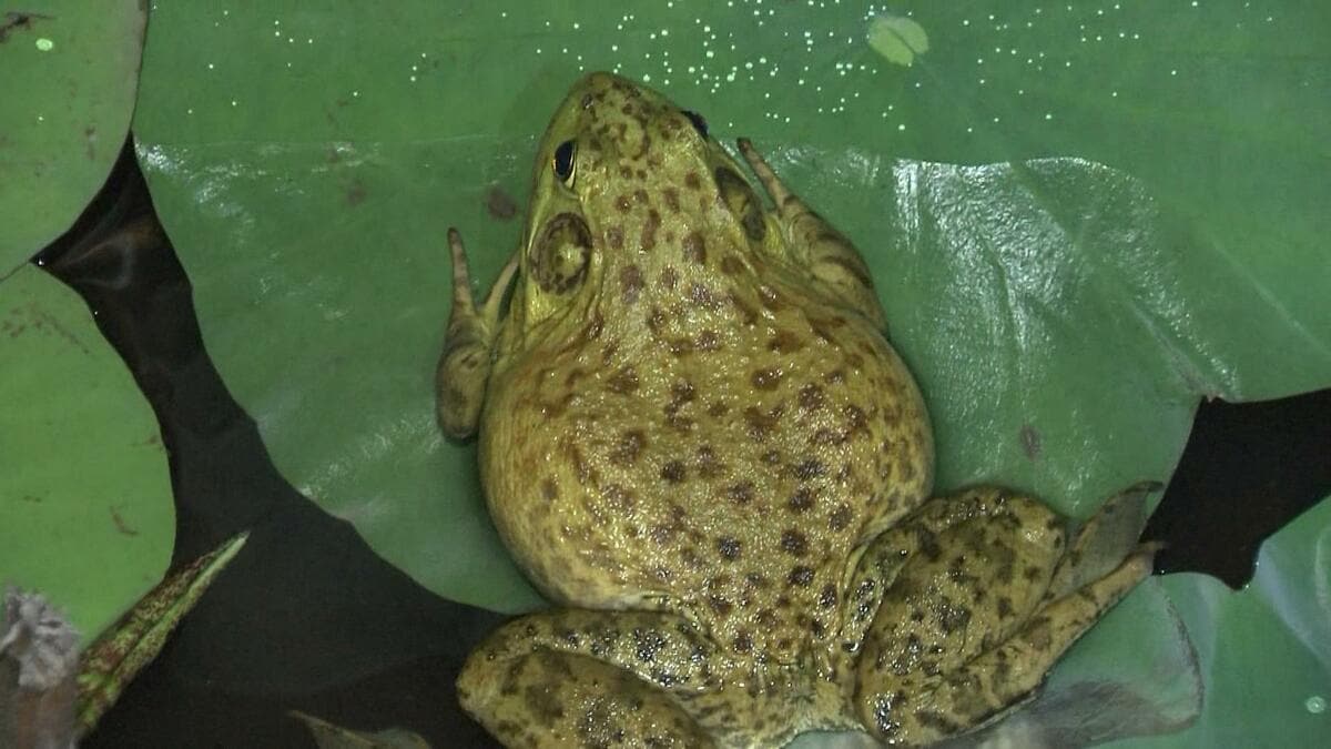 ウシガエルを野菜サラダに 大学生4人が外来種を駆除して食べるワケ