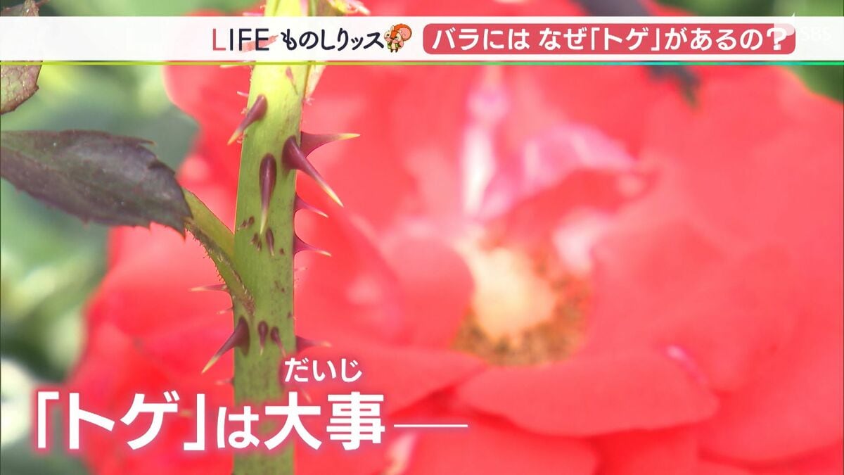 愛と美の花 バラにはなぜトゲがあるのか ものしりっス 静岡県 Tbs News Dig 1ページ