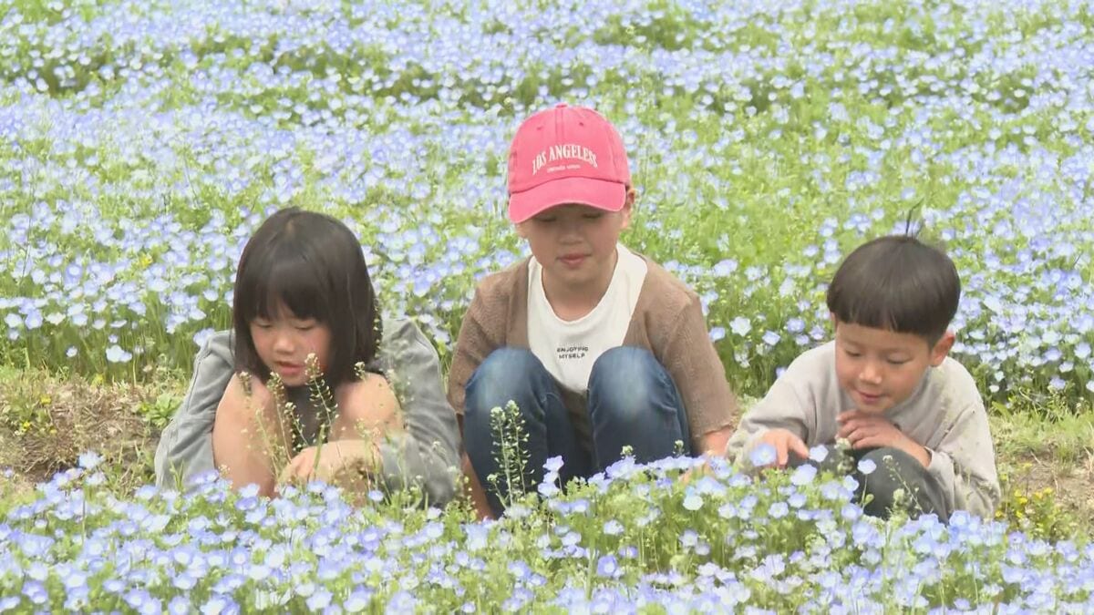 約80万本のネモフィラが見頃　青の洞門で豪雨災害からの復興願いを込め　大分・中津市