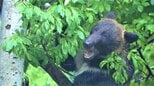 「クマに何度も会った。偶然ではない」なぜ私は出没地点がわかったのか…そこにあった対策のヒント ドキュメンタリー映画『劇場版 クマと民主主義』幾島奈央監督|TBS NEWS DIG