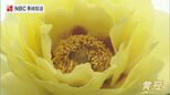 4ヘクタールの園内に咲き誇るボタン 佐世保花園で楽しむ初夏の彩りと黄色の品種|TBS NEWS DIG
