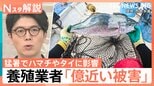 「イカは高級品になりすぎた」猛暑で“海の幸”の商売に異変 スルメイカ不漁もさきいか乾燥機で“新名物”誕生【Nスタ解説】|TBS NEWS DIG