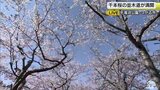【中継】千本桜の並木道が満開　青森県つがる市・平滝沼公園の夜桜|TBS NEWS DIG
