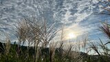 秋の気配 二十四節気「白露」朝露とうろこ雲広がる 大分 | 大分のニュース|OBS NEWS|大分放送