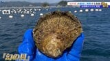カキ養殖の危機 漁師たちが期待を寄せるのは「幻の貝」 海水温上昇を乗り越える切り札となるか? 岩手・山田町 | IBC NEWS | IBC岩手放送
