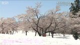 冬と春の交点 豪雪地ならではの“絶景” 魚沼市福山峠の『雪上桜』 | 新潟のニュース・天気|BSN NEWS|BSN新潟放送