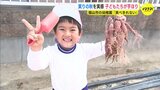 実りの秋　幼稚園の子どもたちがイモ掘り 「いっぱいすぎて 食べきれない」　|　RCC NEWS | 広島ニュース | RCC中国放送
