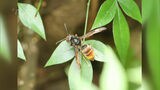 ツマアカスズメバチの巣を確認 環境省が薬剤で駆除へ|TBS NEWS DIG
