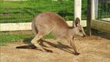 "ドイツの森"で生まれたカンガルーの赤ちゃん 名前は「みーな」に決定【岡山】 | 岡山・香川のニュース | 天気 | RSK山陽放送