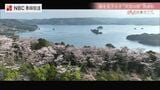 眼下に海が広がる“天空の桜”　椿の島から桜の名所へ　半世紀以上前から親しまれる松浦市福島町の大山公園【長崎のサクラ】|TBS NEWS DIG