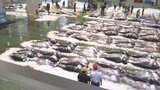 「クロマグロ」豊漁のはずが…価格高騰 なぜ?|TBS NEWS DIG