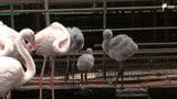 「ほわほわした、まん丸なボディーを見て」オオフラミンゴのヒナなど次々誕生=静岡・富士花鳥園 | 静岡のニュース | SBSNEWS | 静岡放送