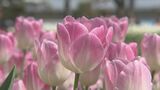 “国内最大級”300品種・300万本のチューリップが咲き誇る！富山県の「となみチューリップフェア」4月22日開幕 |TBS NEWS DIG