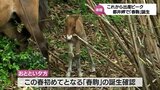 国の天然記念物 都井岬の「御崎馬」　この春初めてとなる子馬「春駒」が誕生　|　MRTニュース ｜ ＭＲＴ宮崎放送