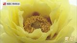 4ヘクタールの園内に咲き誇るボタン 佐世保花園で楽しむ初夏の彩りと黄色の品種|TBS NEWS DIG