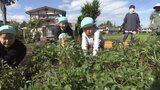 力を合わせて落花生を収穫 保育園児が農園訪問 大粒品種「おおまさり」をゆでて味わう 岩手・矢巾町|TBS NEWS DIG