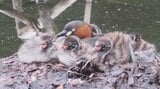 “野鳥の宝庫”でもある桜の名所「弘前公園」に水鳥「カイツブリ」の親子 子育て奮闘中! 園内には“水辺の宝石”とも呼ばれる「カワセミ」も 青森県弘前市|TBS NEWS DIG