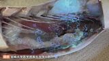 サバの腹を開くと…約200匹の「アニサキス」 衝撃映像投稿の理由「冬季にアニサキス食中毒多い」専門家警鐘 「酢でしめても、塩漬けにしてもアニサキスは生きている」|TBS NEWS DIG
