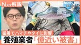 「イカは高級品になりすぎた」猛暑で“海の幸”の商売に異変 スルメイカ不漁もさきいか乾燥機で“新名物”誕生【Nスタ解説】|TBS NEWS DIG