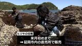 春の風物詩「ヒジキの収穫」 延岡市・須美江海岸で始まる | MRTニュース | MRT宮崎放送