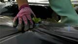 平年より少し早く…レタスの定植が本格化 長野・塩尻市|TBS NEWS DIG