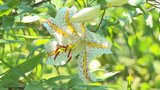 「ユリの王様」ヤマユリ 自生地で開花 保存会が手入れ 獣害に見張りも | 山梨のニュース | UTYテレビ山梨