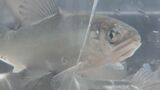 アユ漁解禁と鵜飼の開幕を前に…稚魚2万匹を長良川に放流 7月までに28万匹余りを放流予定 岐阜 | 名古屋・愛知・岐阜・三重のニュース【CBC news】 | CBC web
