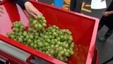 大学生が恒例のワインの仕込み　授業の一環で10回目　使うのは大学のほ場などで収穫したマスカット【岡山】　|　岡山・香川のニュース | 天気 | RSK山陽放送
