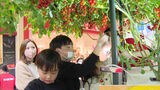 「トマトの樹」から収穫～野菜栽培の楽しさ体験する食育イベント　|　福岡のニュース｜RKB NEWS｜RKB毎日放送