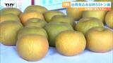 「いつも通り美味しい梨に」酒田市の特産”刈屋梨”の目ぞろえ会 先月末の大雨で河川敷の梨畑が浸水する被害(山形) | 山形のニュース│TUYテレビユー山形