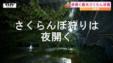 さくらんぼ狩りが何と夜に！ビニールハウスに一万球のLED電球！食べると「冷えてるしおいしい」目でも舌でも楽しめる新スポット！（山形・山形市）　|　山形のニュース│TUYテレビユー山形
