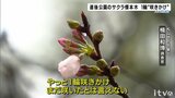 「まだ咲いたとは言えない」松山のサクラ標本木 “咲きかけ”1輪確認 | 愛媛のニュース - Nスタえひめ|あいテレビは6チャンネル